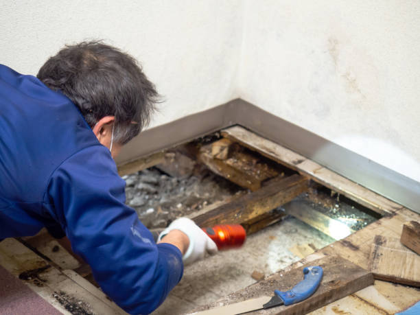 Best Residential Mold Remediation in Hilltop, MN