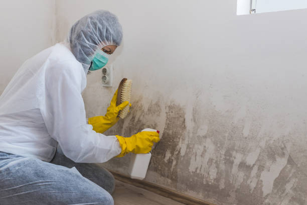 Trusted Hilltop, MN Mold Remediation Experts