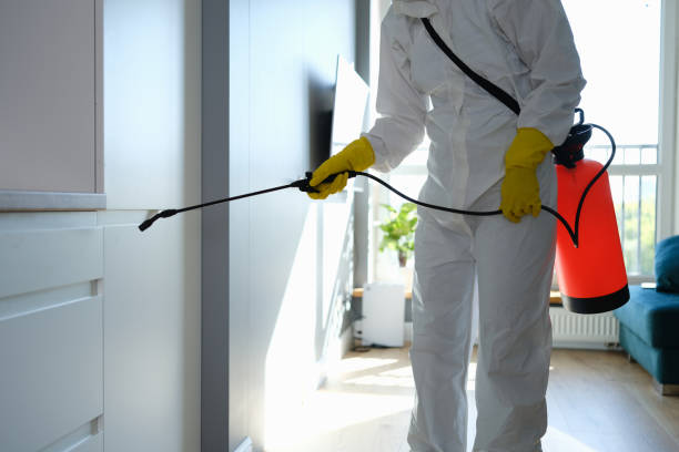 Best Attic Mold Remediation in Hilltop, MN