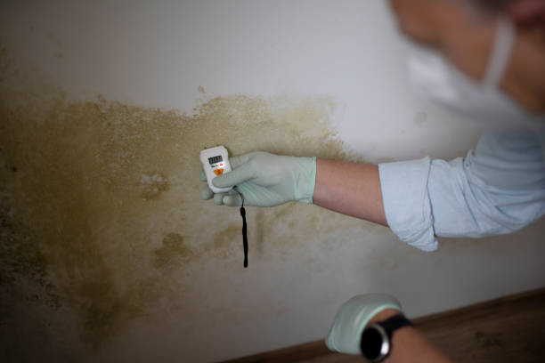 Best Bathroom Mold Remediation in Hilltop, MN