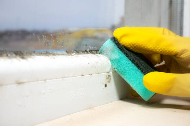 Best Post-Flood Mold Remediation in Hilltop, MN