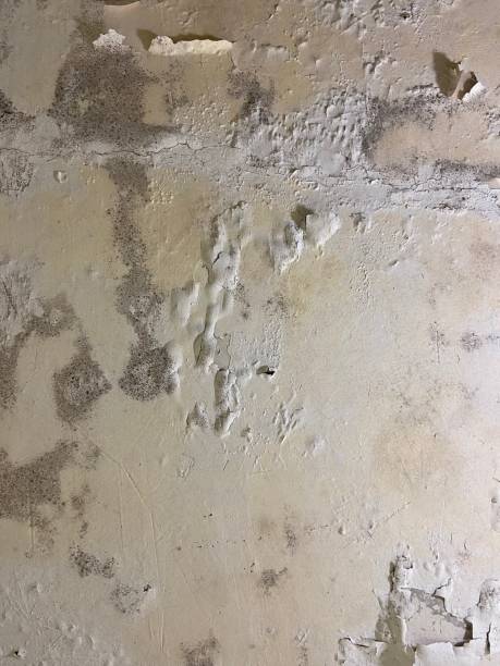 Best White Mold Remediation in Hilltop, MN