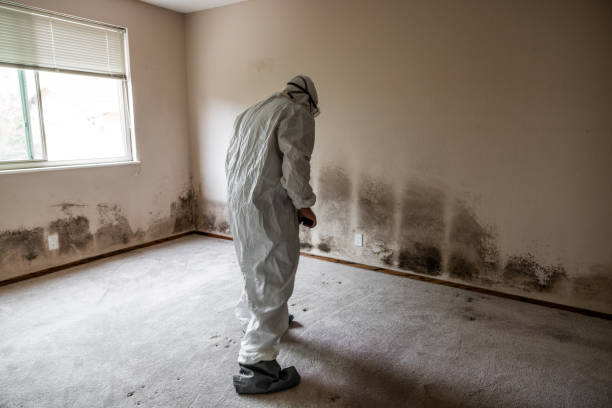 Best HVAC Mold Remediation in Hilltop, MN
