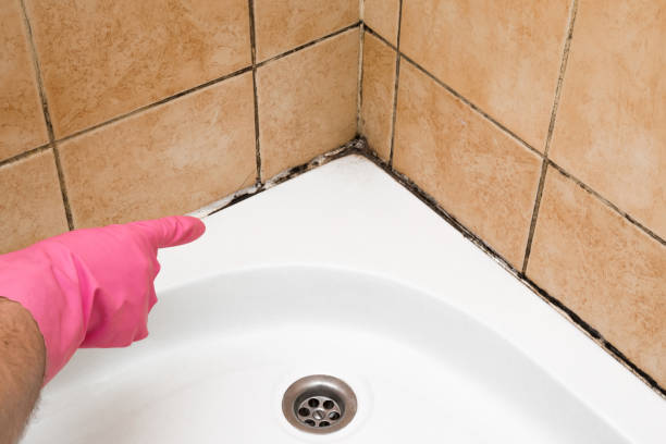 Best Mold Testing and Inspection Services in Hilltop, MN