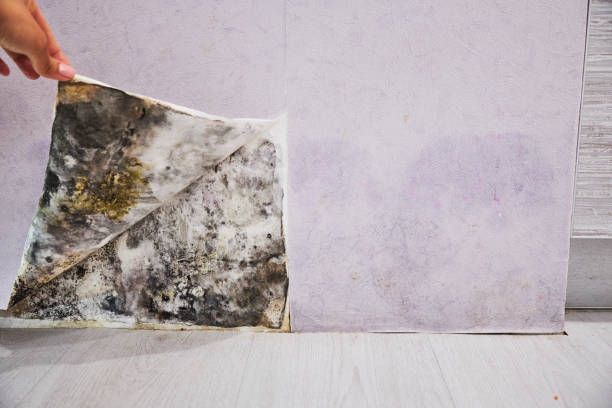 Best Kitchen Mold Remediation in Hilltop, MN